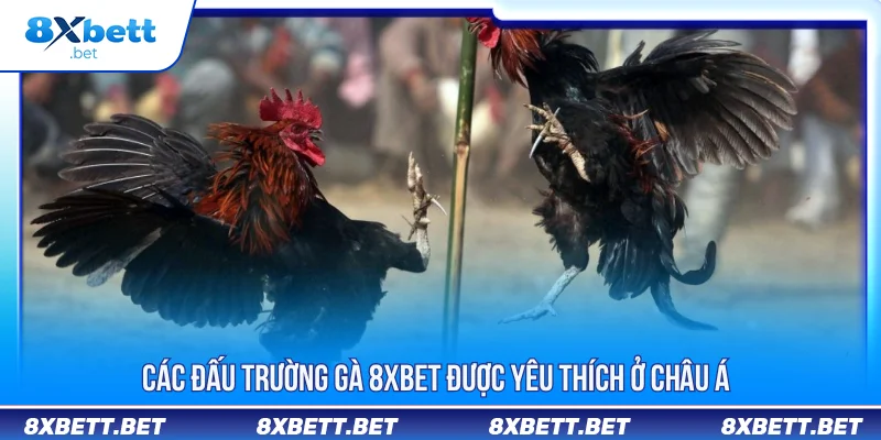 Các đấu trường gà 8XBET được yêu thích ở châu Á
