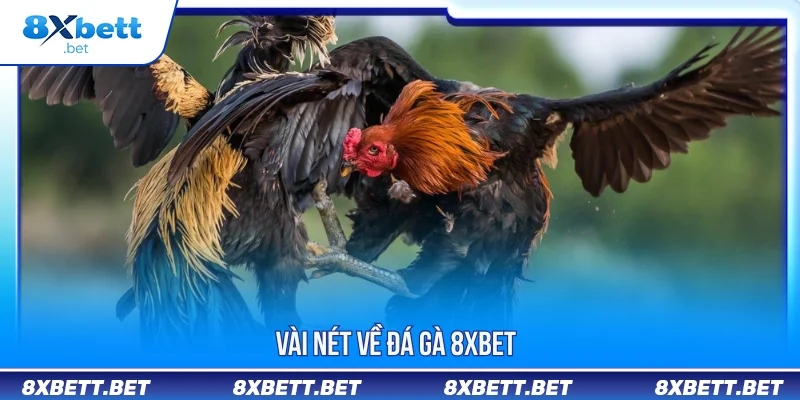 Vài nét về đá gà 8XBET
